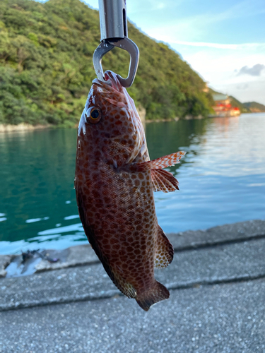 オオモンハタの釣果