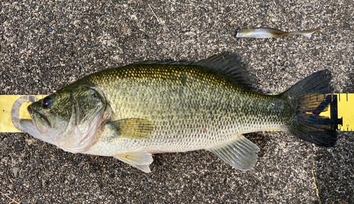 ブラックバスの釣果