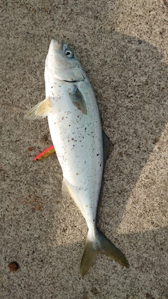 ワカシの釣果