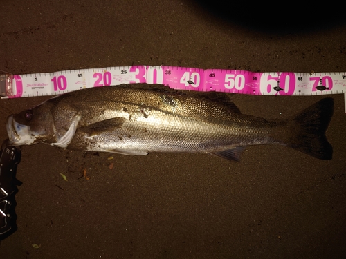 シーバスの釣果