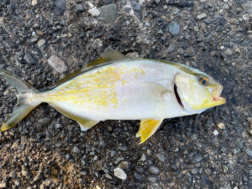 ショゴの釣果