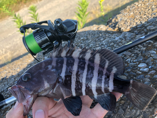 オオモンハタの釣果