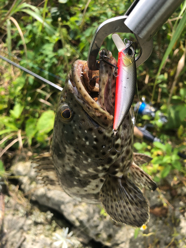 ヤイトハタの釣果