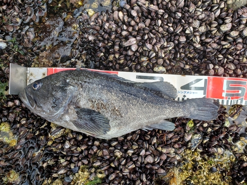 クロソイの釣果