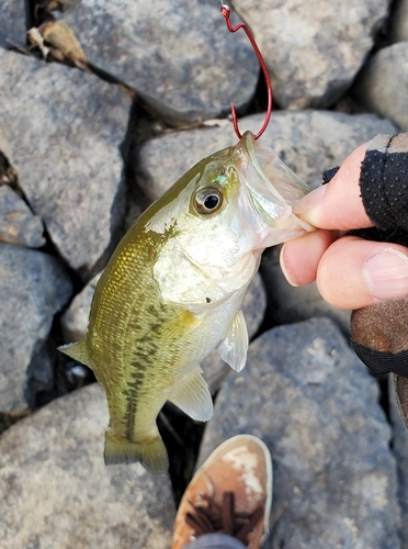 ブラックバスの釣果