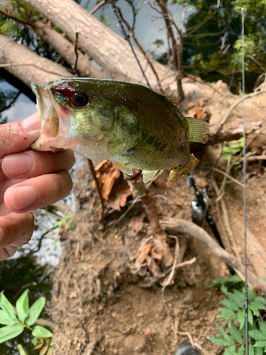 ラージマウスバスの釣果