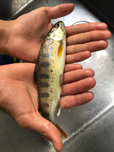 アマゴの釣果