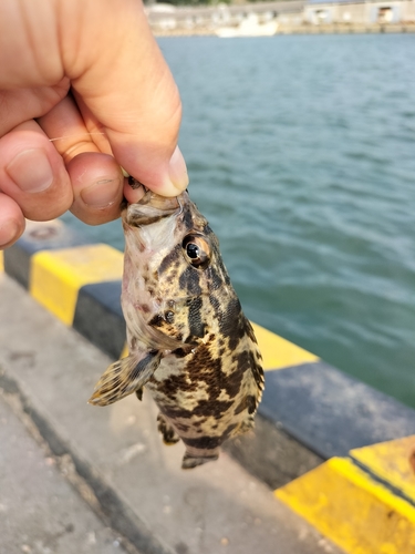 タケノコメバルの釣果