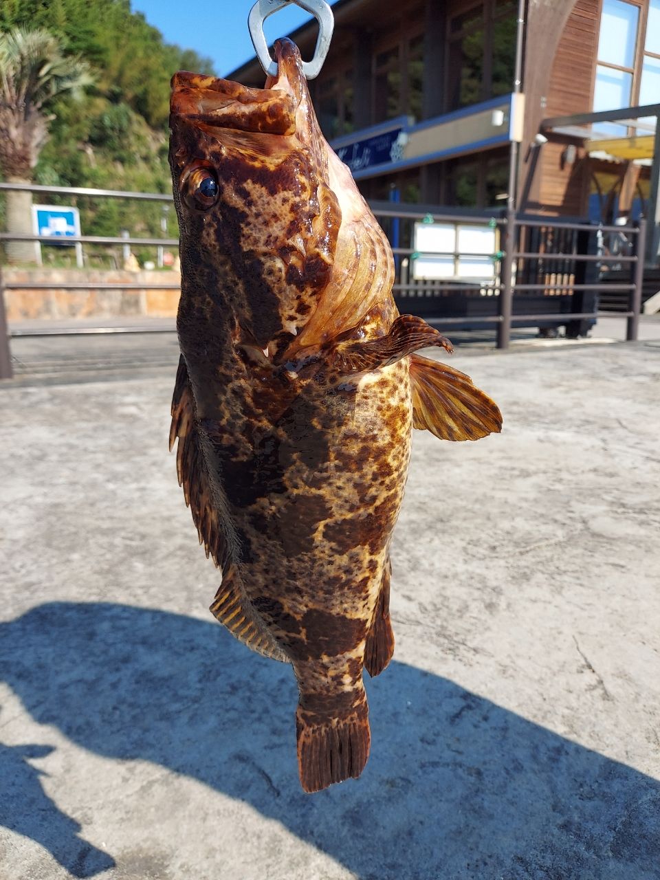 タケノコメバル
