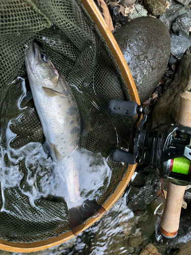 ヤマメの釣果