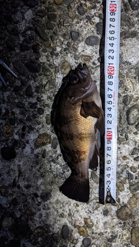 メバルの釣果