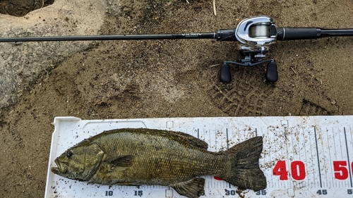 スモールマウスバスの釣果