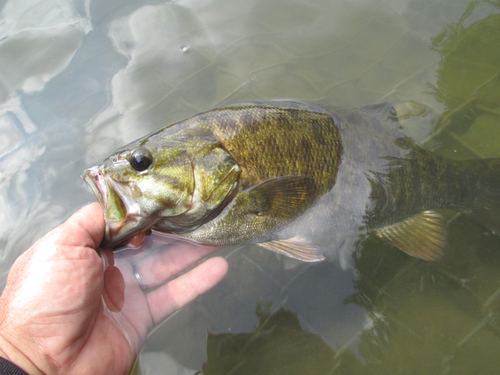 スモールマウスバスの釣果