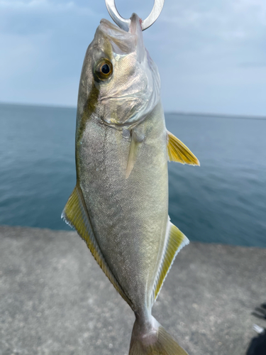 ショゴの釣果