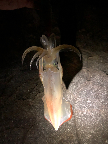 ケンサキイカの釣果