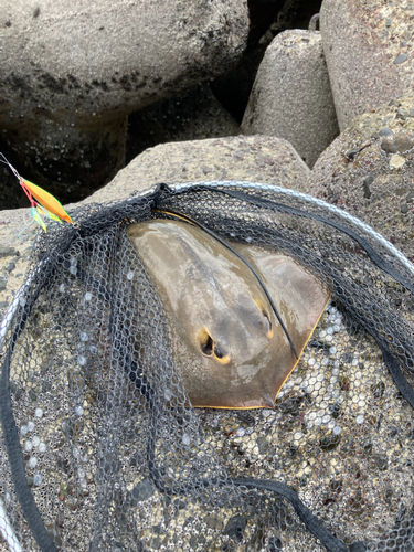 ツバクロエイの釣果