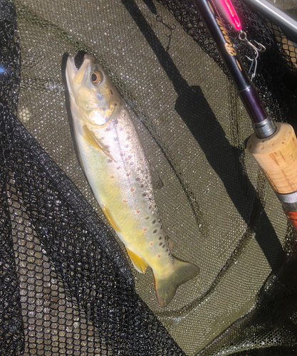 ブラウントラウトの釣果