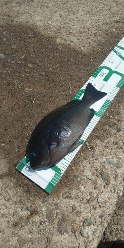 クチブトグレの釣果