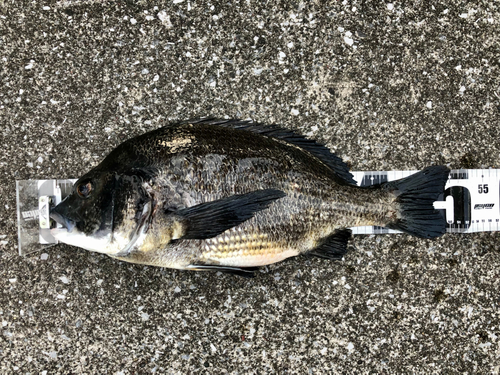 クロダイの釣果