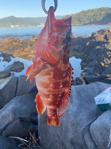 アカハタの釣果