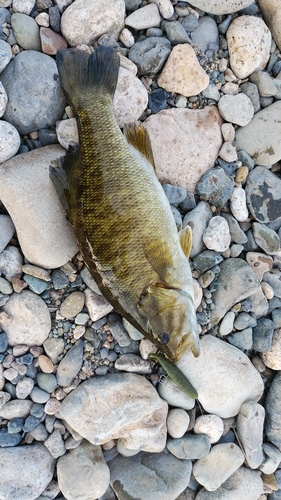 スモールマウスバスの釣果