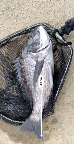 クロダイの釣果