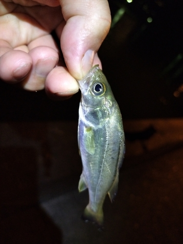 セイゴ（マルスズキ）の釣果