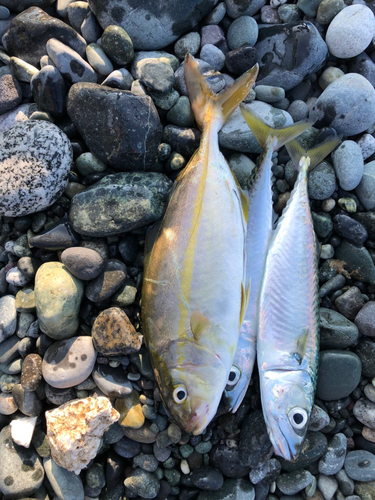 ショゴの釣果