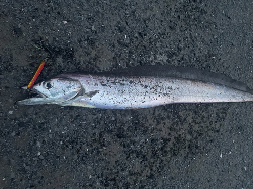 タチウオの釣果