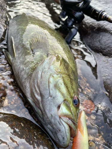 スモールマウスバスの釣果