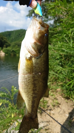 ブラックバスの釣果