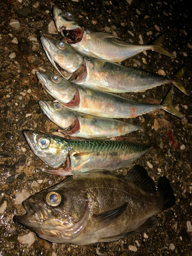 キンメバルの釣果