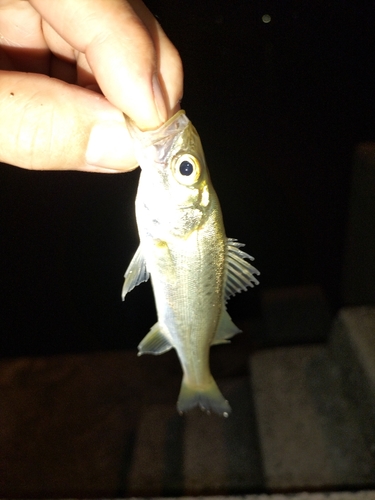 セイゴ（マルスズキ）の釣果