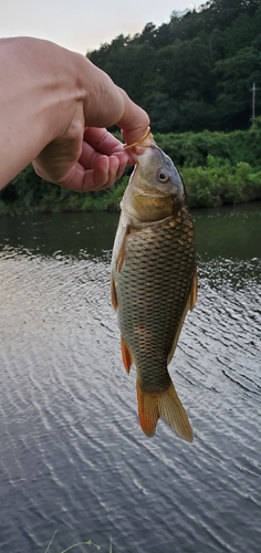 コイの釣果