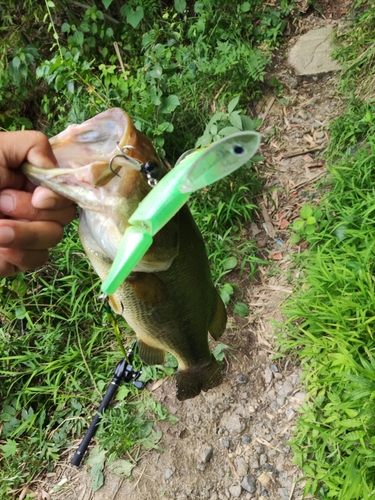 ラージマウスバスの釣果