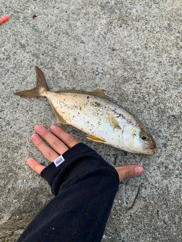 ショゴの釣果