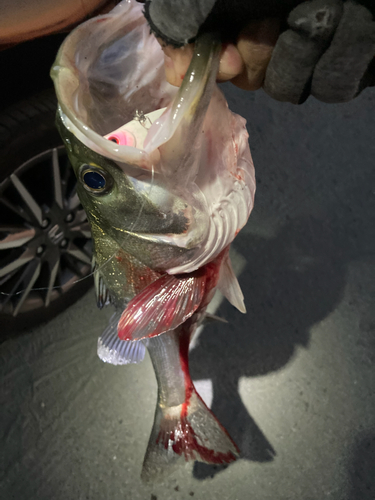 シーバスの釣果