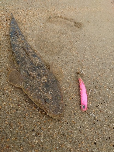 マゴチの釣果