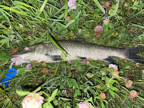 ニゴイの釣果