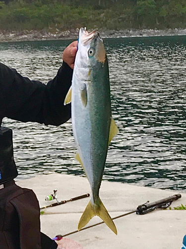 イナダの釣果