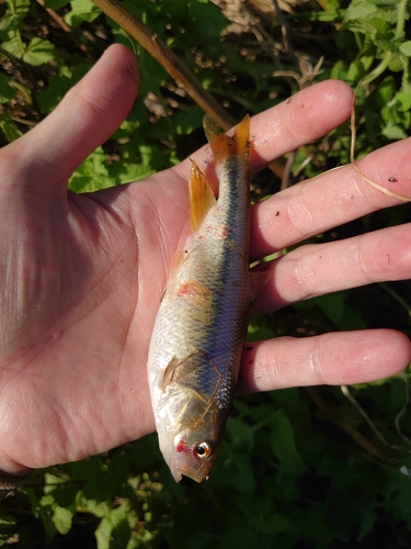 カワムツの釣果