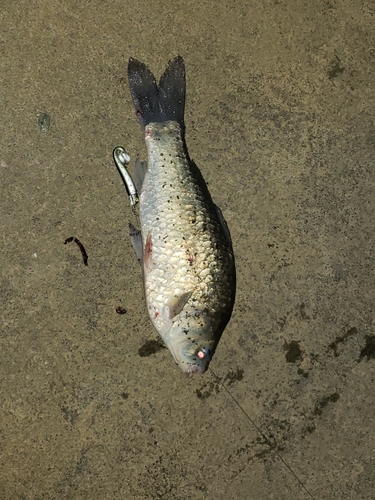 フナの釣果