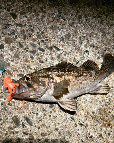 クロソイの釣果