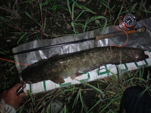 マナマズの釣果