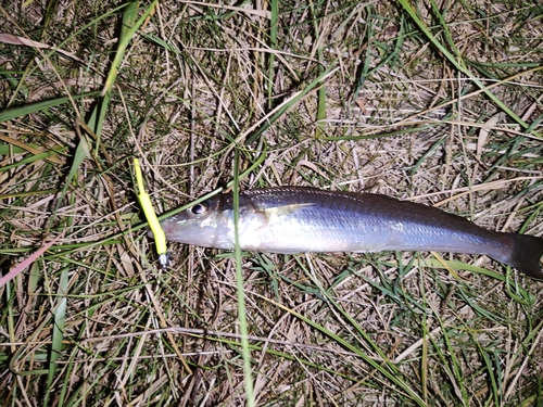 キスの釣果