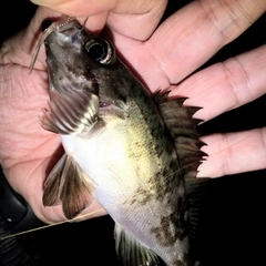 クロメバルの釣果