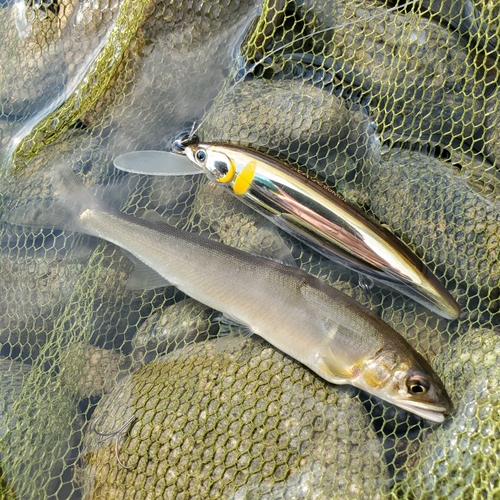 アユの釣果