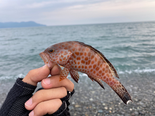 オオモンハタの釣果