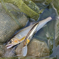 アユの釣果