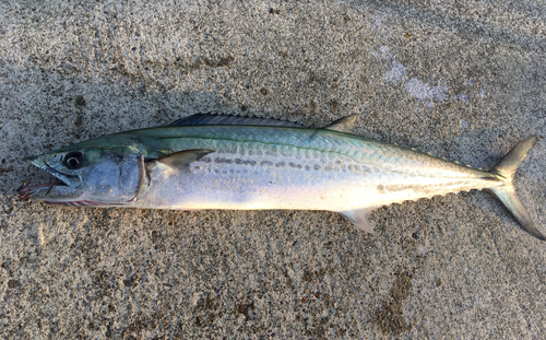 サワラの釣果